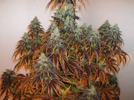 List of psychoactive plants - DMT-Nexus Wiki