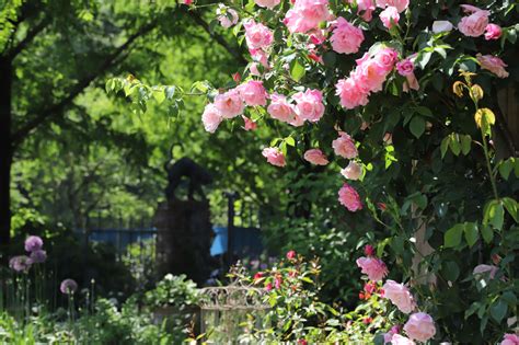 5月15日 バラの定点観察 ビオラの植栽が進んでいます。 ローザンベリー多和田