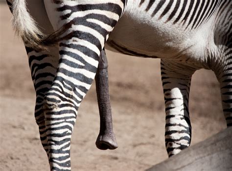 This Zebra Is Hung A Photo On Flickriver