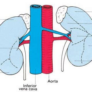 Commonly Used Renal Function Tests With Their References Values