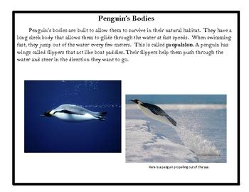 Penguins Non Fiction Text With Penguin Fact Cards And Activities By Kathy