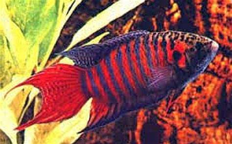 Paradise Fish Macropodus Opercularis Tropical Fish Keeping