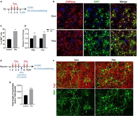 Long Term Thz Irradiation Enhances Ol Differentiation And Myelination