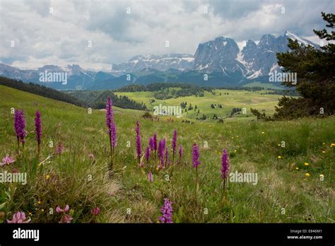 Spectacular Flowery Grasslands With Early Purple Orchids Orchis