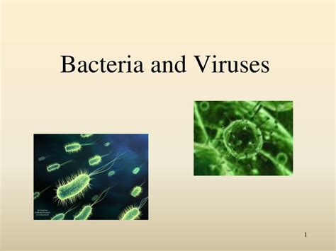 Ppt Bacteria And Viruses Powerpoint Presentation Free Download Id3525946