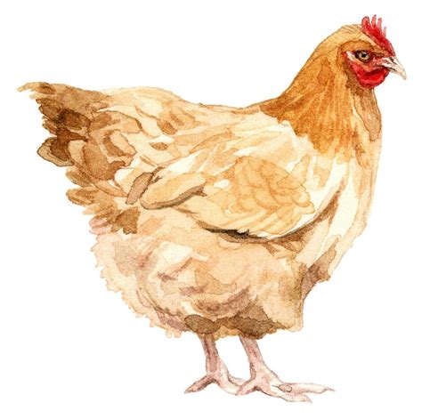 9 Best Chicken Breeds For Your Backyard Coop - Types of Chickens