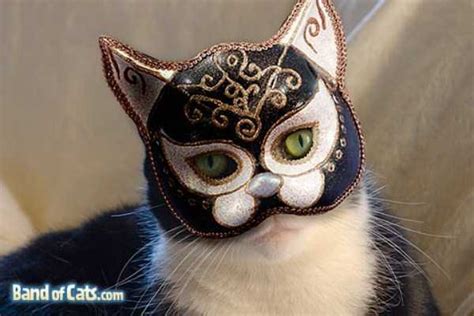 Adorable Cats in Funny Costumes | KLYKER.COM