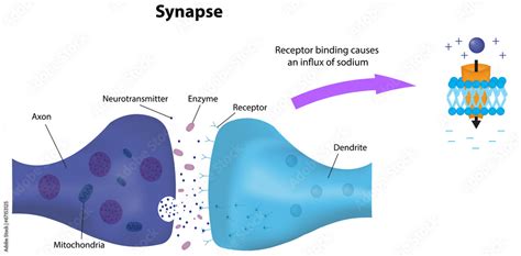 Synapse and Receptor Labeled Diagram Stock Vector | Adobe Stock