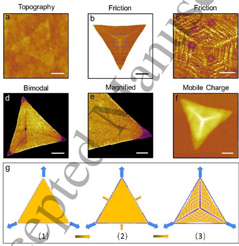 Strain Engineered Structure And Property Of Vein Like Mos2 Monolayer