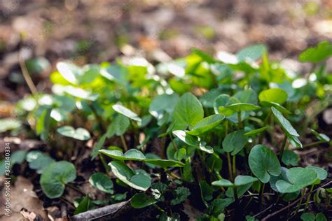 Swamp plant in the forest. The marsh marigold. A carpet of small round ...