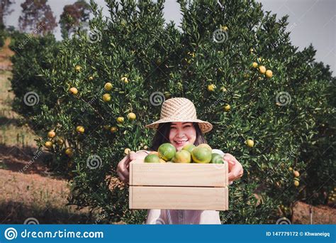 Portrait Of Attractive Farmer Woman Is Harvesting Orange In Organic