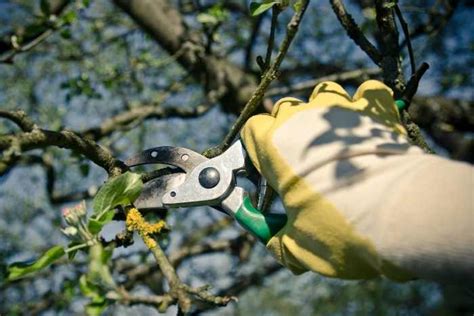 Quando Potare Gli Alberi Da Frutto I Consigli Degli Esperti