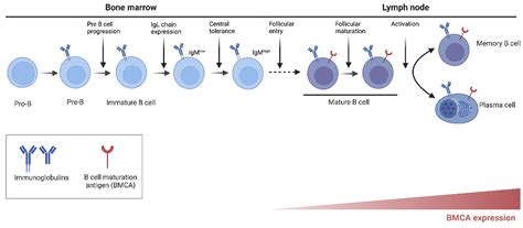 Brutons Tyrosine Kinase Inhibitors The Next Frontier Of B Cell