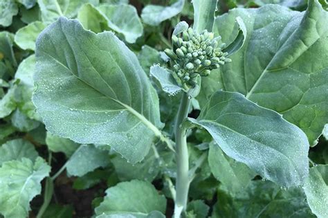 Benefits Of Brassica Oleracea The Beauty Of Nature