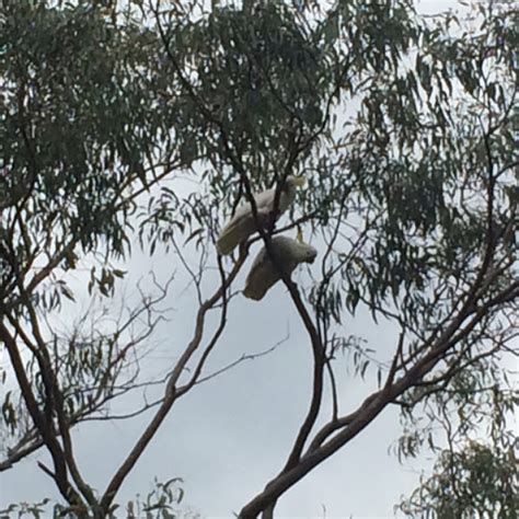 Sulfur Crested Cockatoo Project Noah