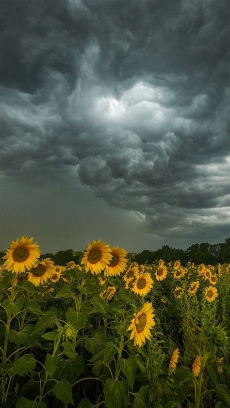 فاتين آدم on Twitter RT artindetails sunflowers on a gloomy day