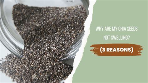 Why Are My Chia Seeds Not Swelling YouTube