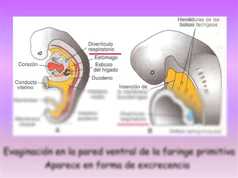 Solution Desarrollo Embriol Gico Del Aparato Respiratorio Studypool