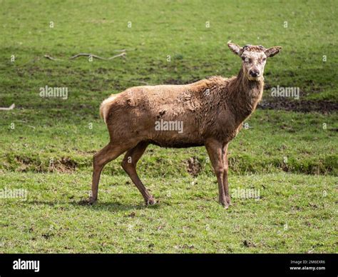 Red Deer Stag with No Antlers After they have Been Shed Stock Photo - Alamy