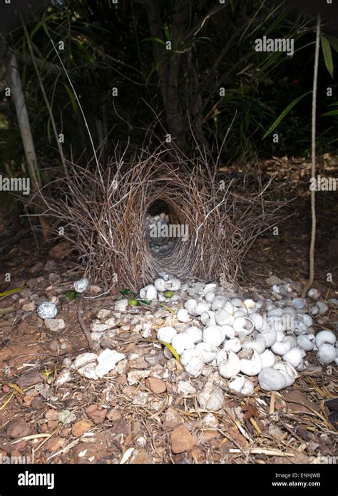 Bowerbird Nest Hi Res Stock Photography And Images Alamy