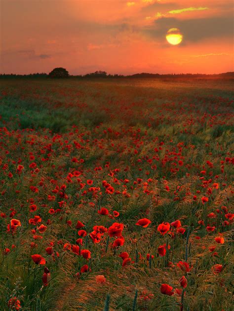 Poppy Land Landscape Photos