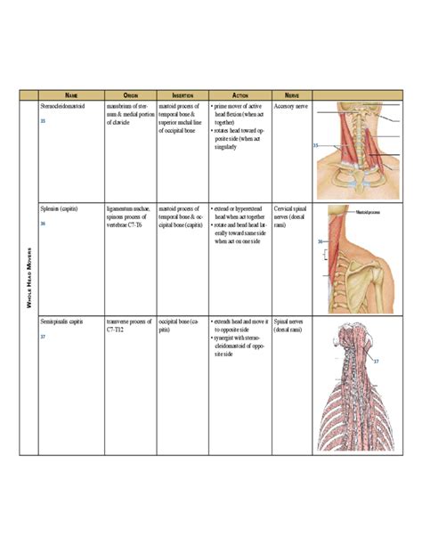 Muscle Chart Hd