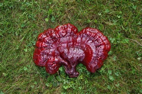 Vibrant Wild Reishi Mushroom Ganoderma Tsugae Growing on a Hemlock Tree ...