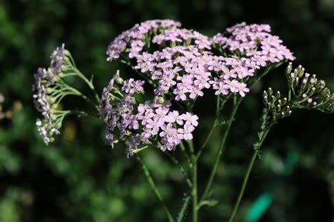 Milenrama Achillea millefolium Guía de Siembra y Cuidados