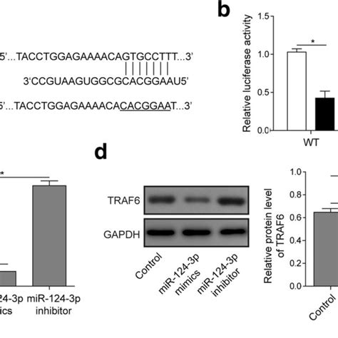 MiR 124 3p Negatively Regulated TRAF6 Expression By Directly Binding To