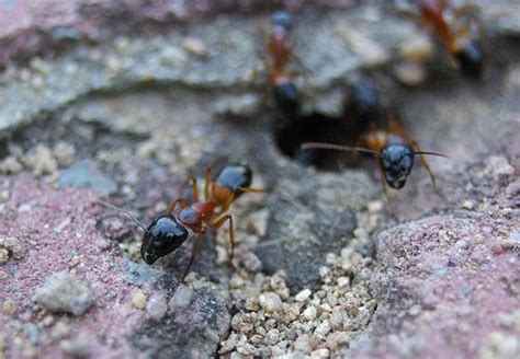 Unveiling The Mystery Of Sugar Ant Bites On Humans