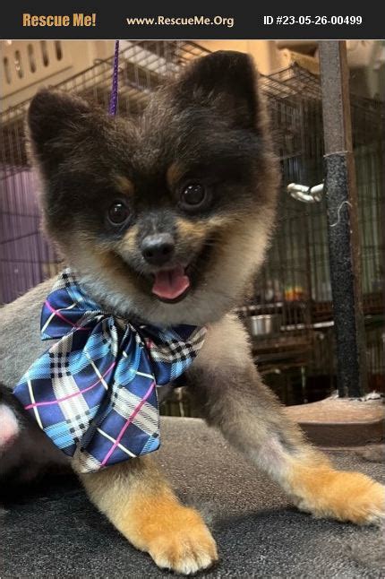 Adopt Pomeranian Rescue Fort Myers Fl