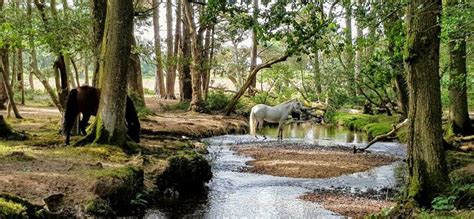 Top 10 Campgrounds Near New Forest, UK | Trip101