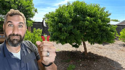 3 Month Tree Pruning Results How To Prune A Fruit Tree🌳 Youtube