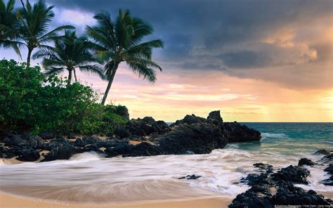 Green Leaf Trees And Trees Nature Landscape Beach Palm Trees Hd