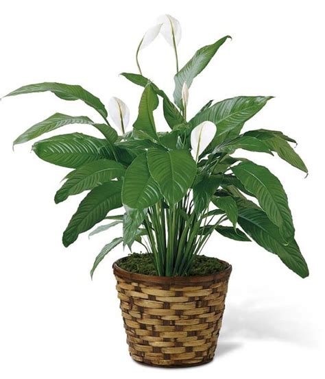 Send Plants for Delivery - Show You Care with a Living Gift