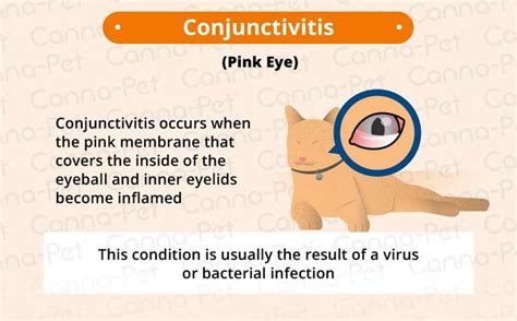 Cat Eye Infection Recognize The Signs Canna Pet Cat Eye Infection