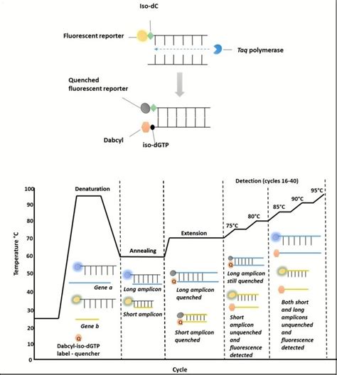 The Development And Evaluation Of A Multiplex Real Time PCR Assay For