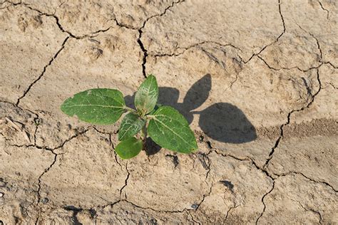 Cia Agricoltori Italiani Siccit Cia Puglia Si Dia L Avvio Alla