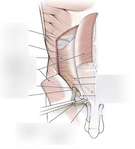 Reflecting External Oblique Diagram Quizlet