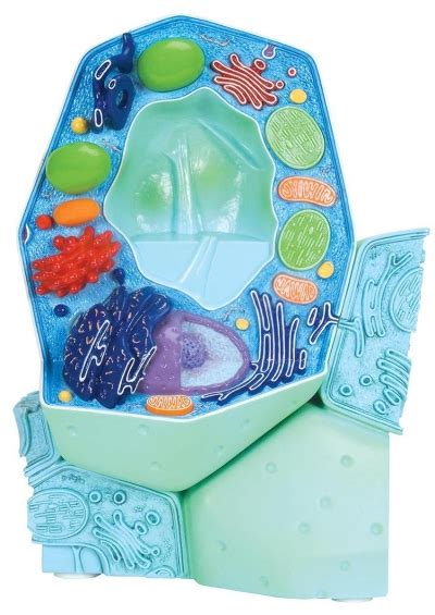 Plant Cell Model