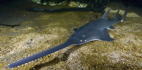 Sawfish - Alchetron, The Free Social Encyclopedia