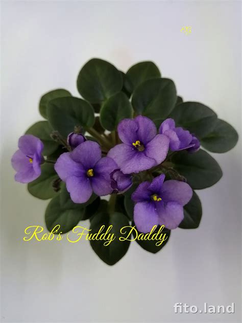 Фиалка Rob's Fuddy Duddy