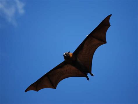 Giant Golden Crowned Flying Fox Size