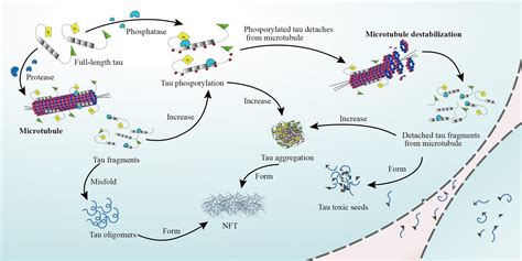 Frontiers Possible Mechanisms Of Tau Spread And Toxicity In Alzheimer