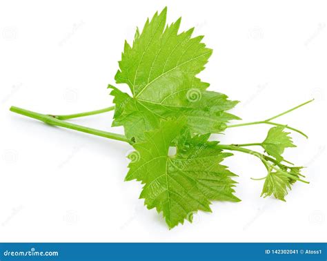 Hoja De La Uva Aislada En Blanco Imagen De Archivo Imagen De Verde