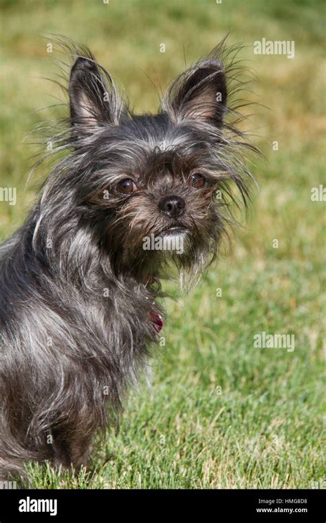 Terrier mix hi-res stock photography and images - Alamy