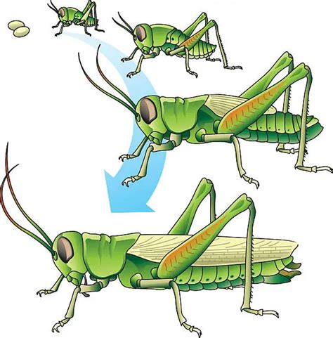 How To Protect Your Plants From Grasshoppers