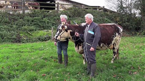 Oreillette une vache normande égérie du prochain Salon de l