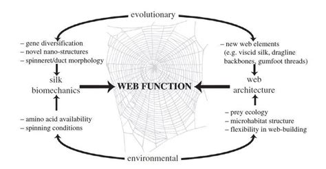 3 Effects Of Evolutionary And Environmental Factors On Spider Web