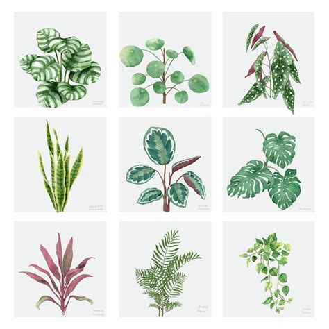 Colecci N De Plantas Ornamentales Dibujadas A Mano Vector Gratis